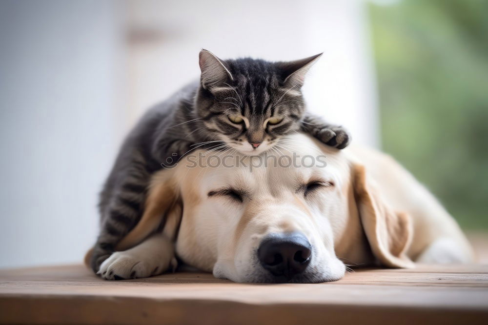 Similar – Foto Bild katzen und kinder .. Kind