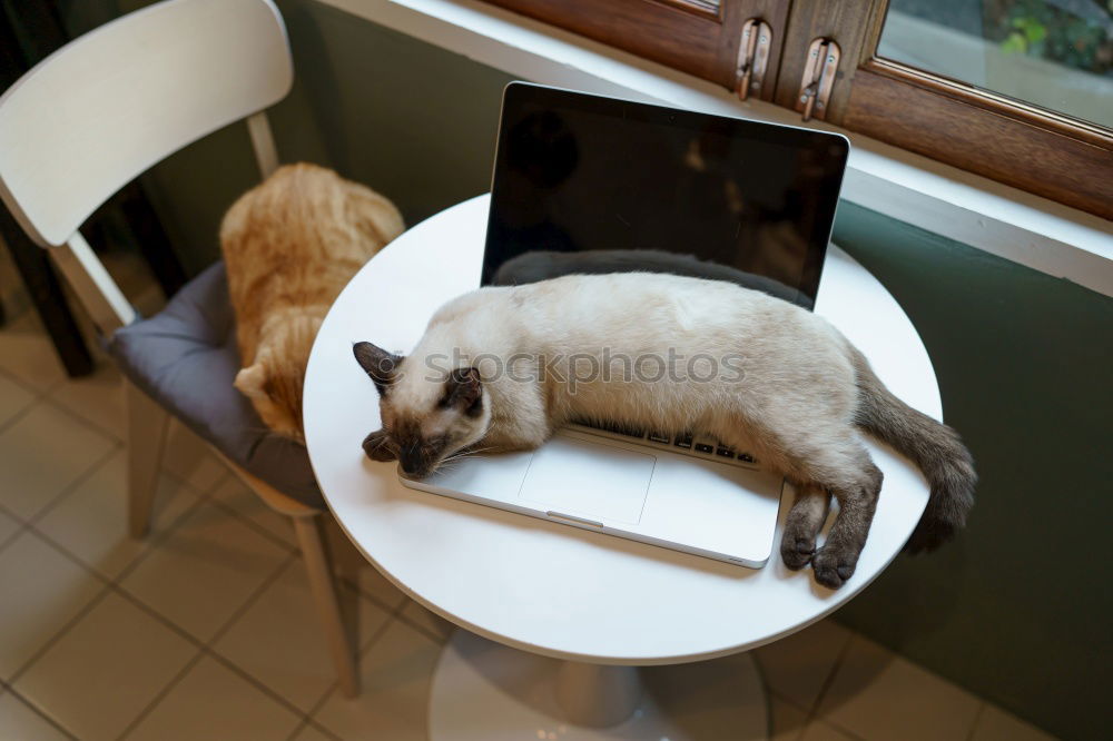 Similar – Image, Stock Photo do it like me Pet Cat 2