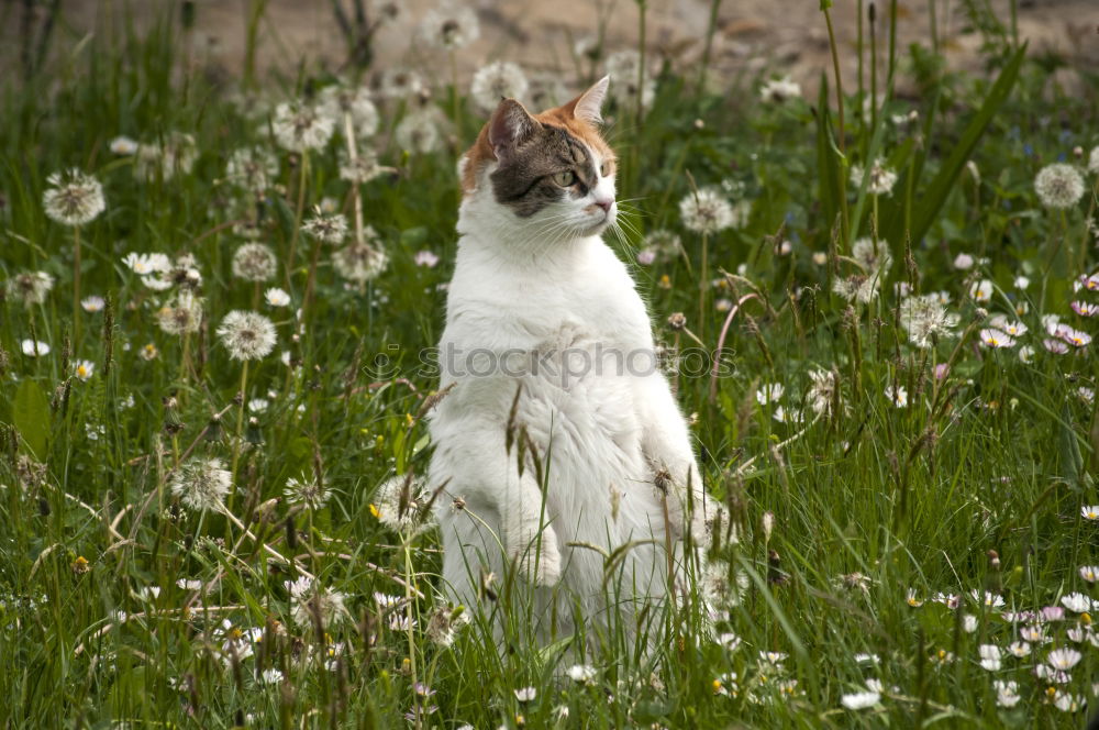 Similar – Image, Stock Photo DAYDREAMING Nature Flower