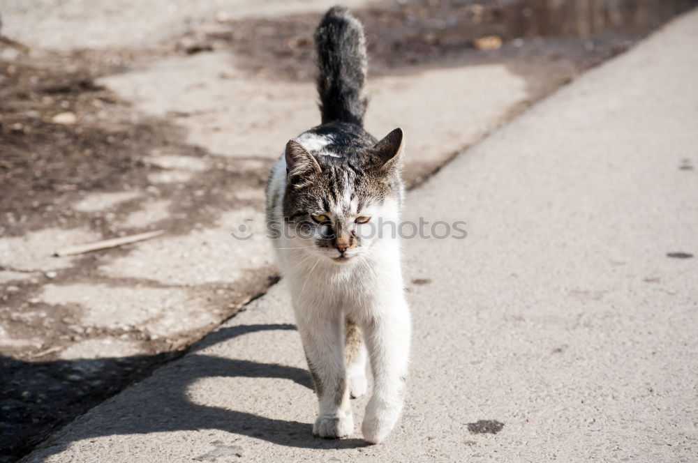 Similar – Image, Stock Photo Catwalk I Domestic cat