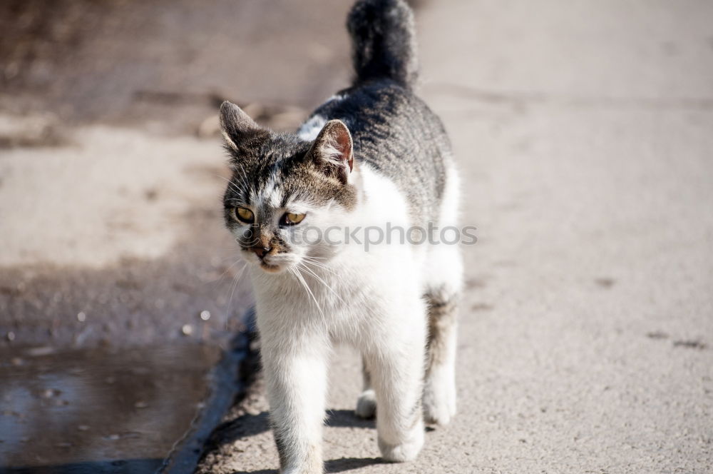 Similar – Image, Stock Photo Cat carries a dead mouse in the mouth after the mouse hunt