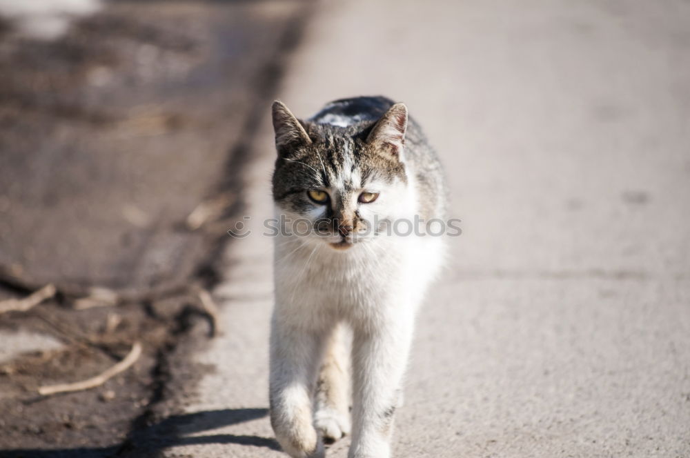 Similar – Image, Stock Photo Catwalk I Domestic cat