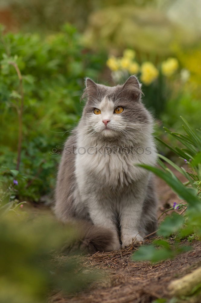 Similar – Image, Stock Photo flower cat Garden Plant