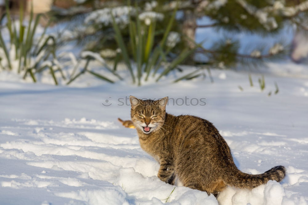 Similar – Image, Stock Photo Meow! Elegant Winter Ice