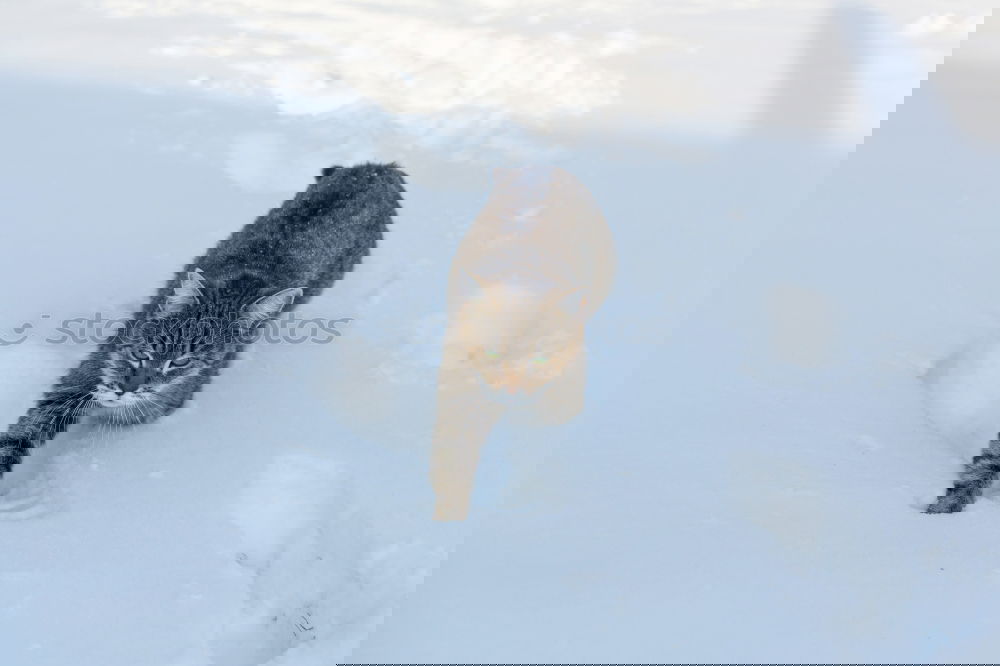 Similar – Foto Bild Schneegestöber Suche Hund