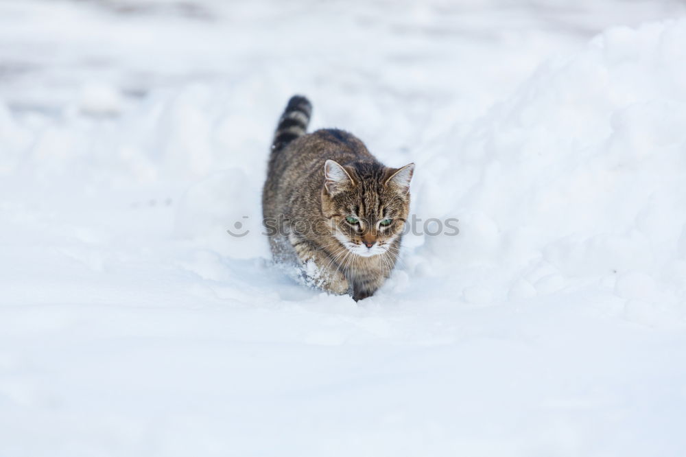 Similar – Image, Stock Photo Mouse on handle Nature