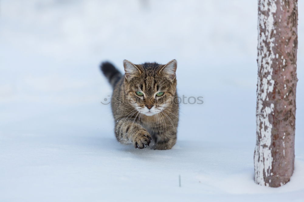 Similar – Image, Stock Photo Cat at the window