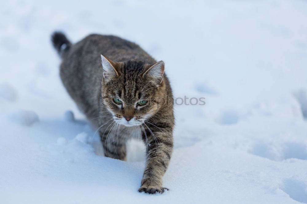 Similar – Dog in the snow Snow Happy