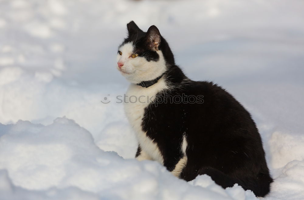 Similar – Image, Stock Photo Penguin in the ice