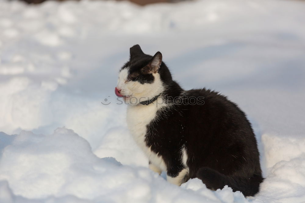 Similar – Dog in the snow Snow Happy