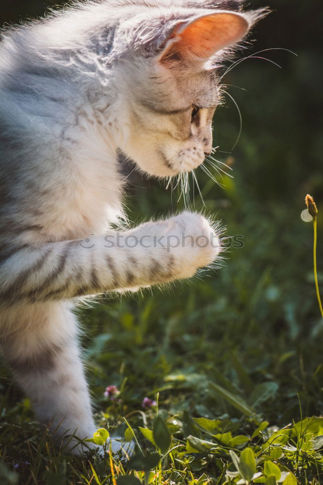 Similar – Image, Stock Photo Dog watches chicken and chicks