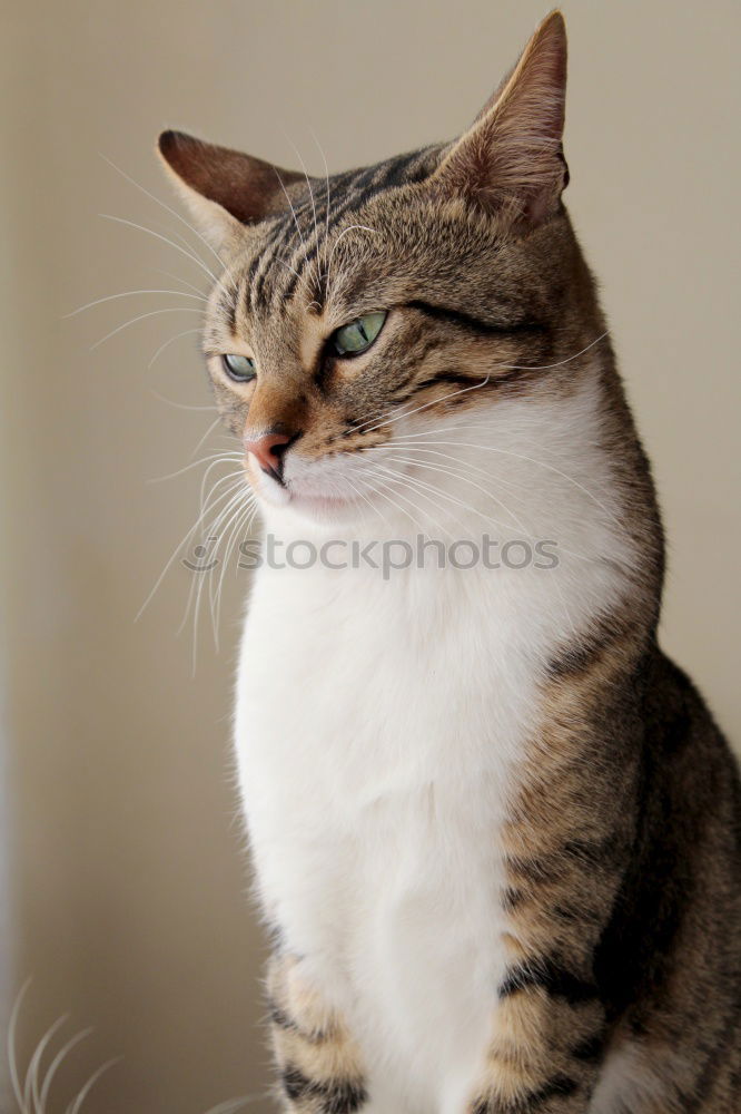 Similar – Image, Stock Photo nocturnal active Cat