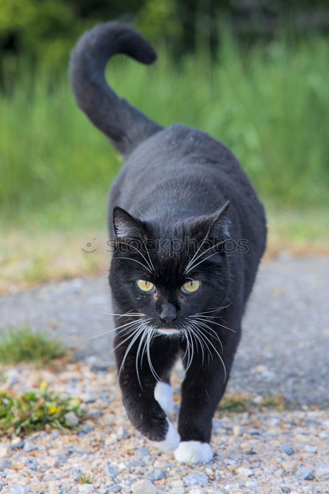 Image, Stock Photo There’s a black cat lying in wait on the wall.