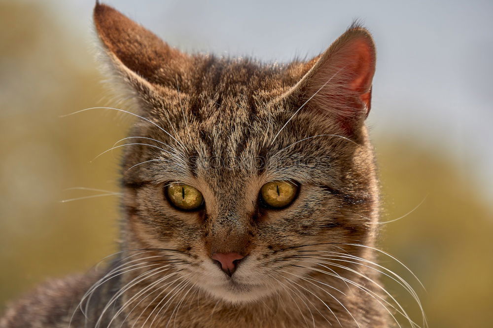 Similar – Cat in the bush Bushes