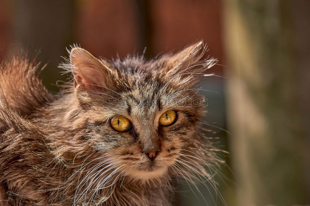 Similar – Image, Stock Photo Close up portrait of brown domestic cat