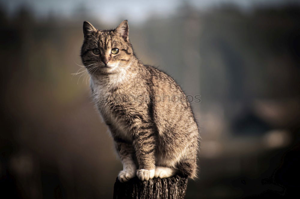 Similar – Cat on mowed meadow Nature