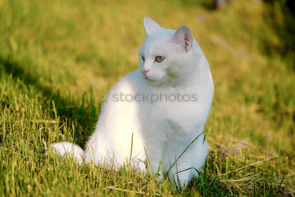 Similar – Image, Stock Photo cat music Colour photo