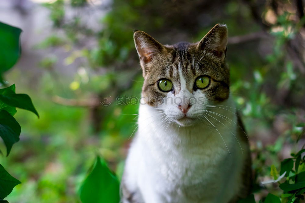 Similar – Cat with tie Animal Pet 1