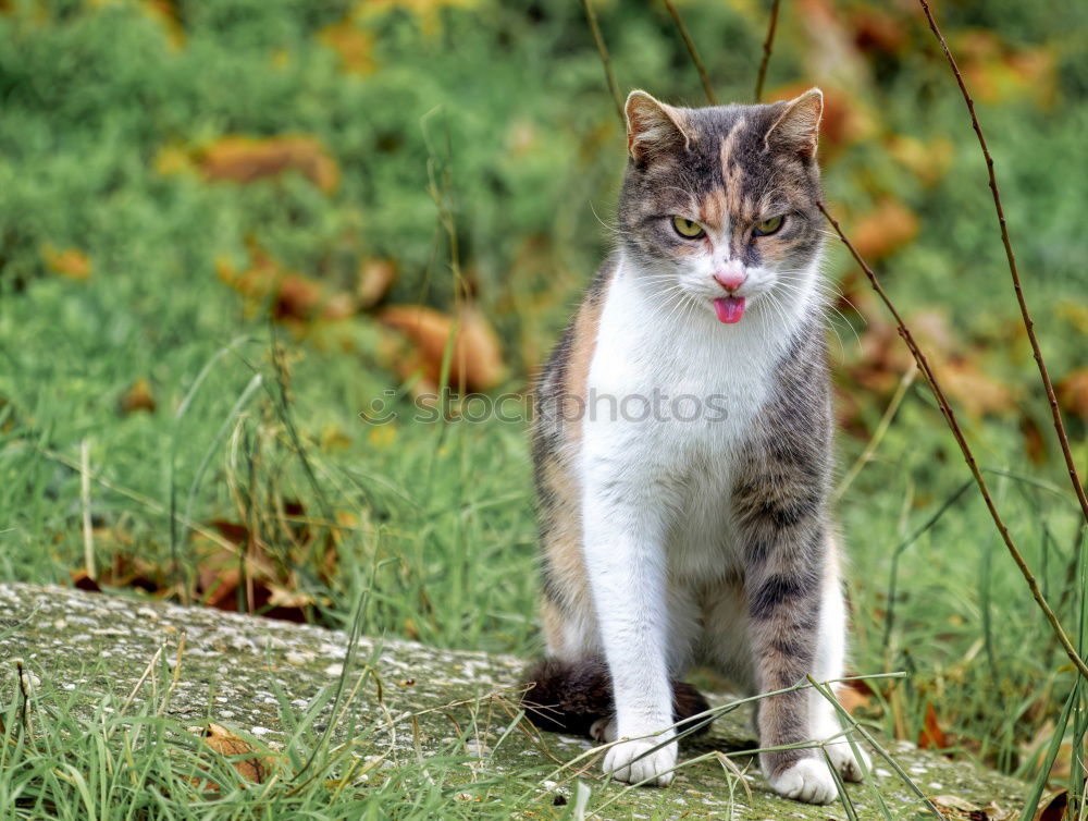 Similar – Image, Stock Photo Cat carries a dead mouse in the mouth after the mouse hunt