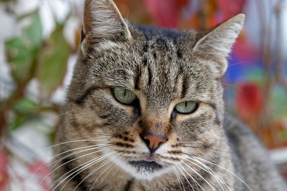 Similar – Image, Stock Photo Cat portrait with yellow eyes