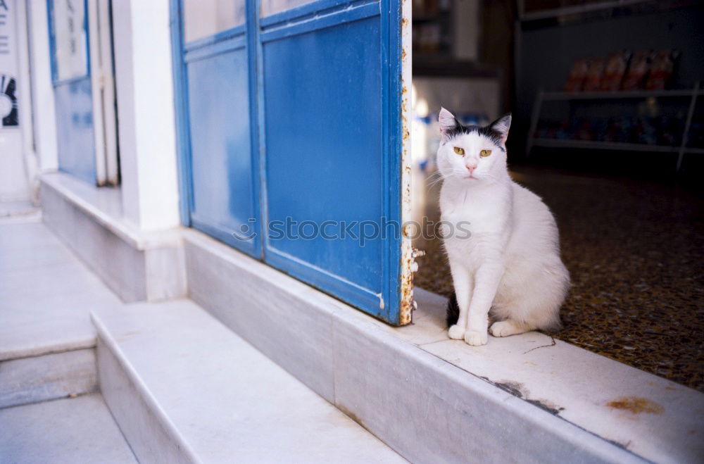 Similar – Tierisch gut: Cat Door