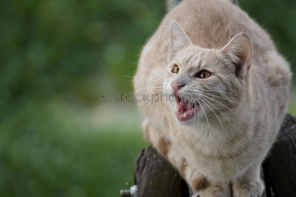 Similar – Image, Stock Photo Cat climbs and hunts on a tree