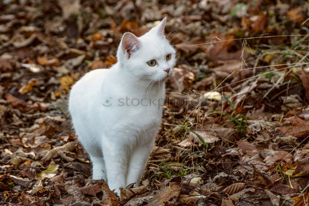 Similar – Foto Bild Laubtanz Herbst Blatt Wald