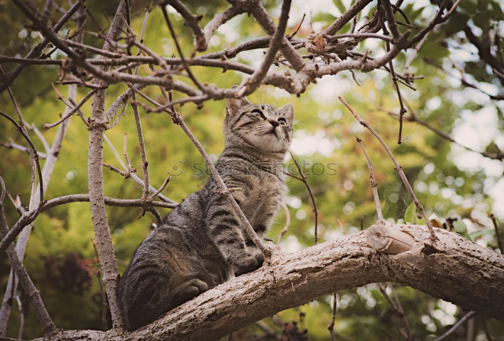 Similar – Image, Stock Photo Corsican Cat Environment