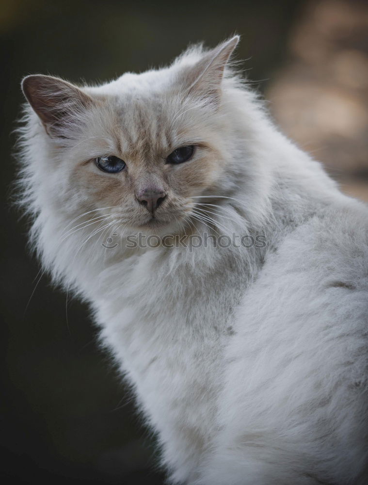 Similar – a beige fluffy cat with dirty ears and blue strait eyes