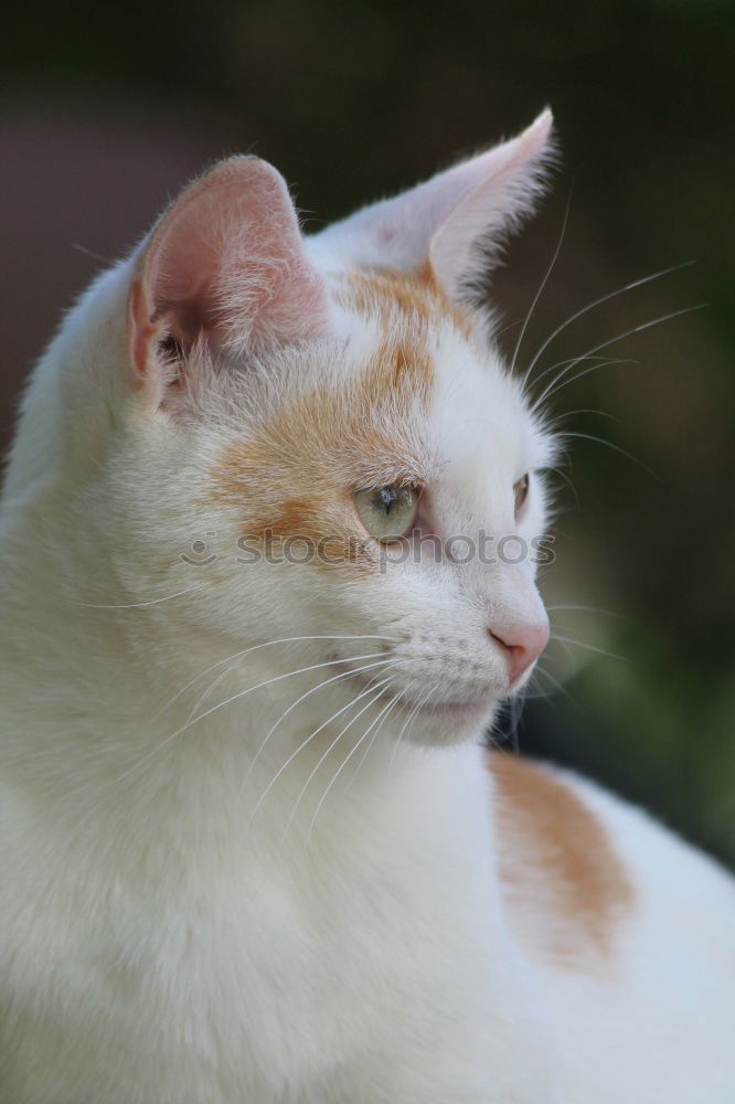 Similar – Image, Stock Photo hangover Cat Pelt Animal