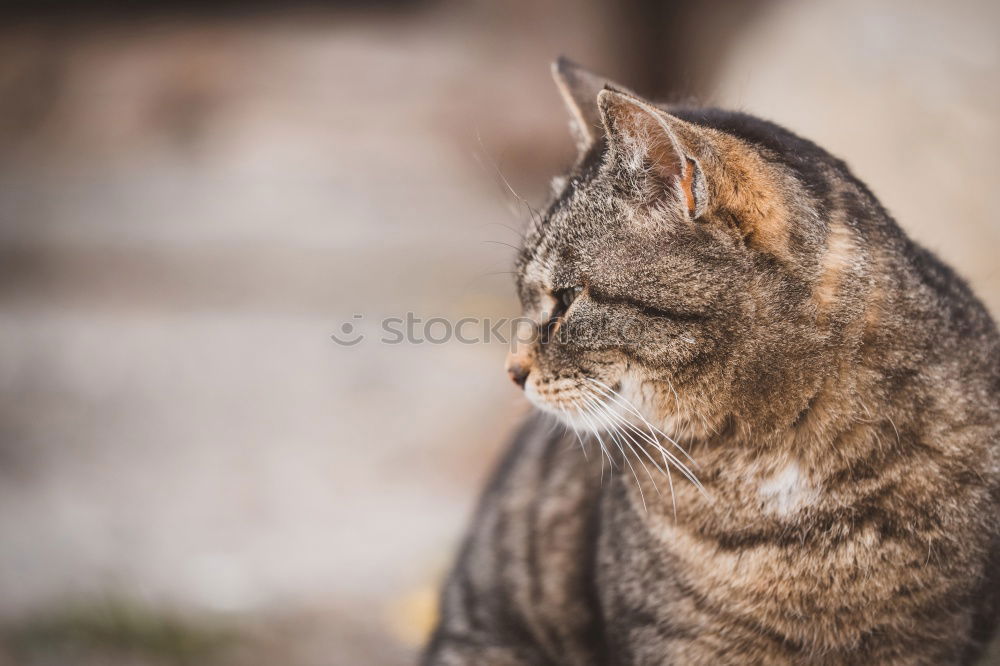 Similar – Image, Stock Photo cat Summer Greece Crete