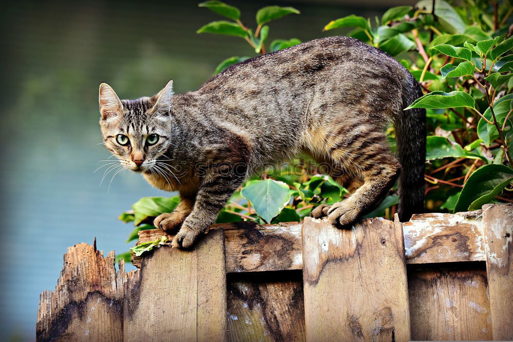 Similar – Image, Stock Photo little cat Street Hair Cat