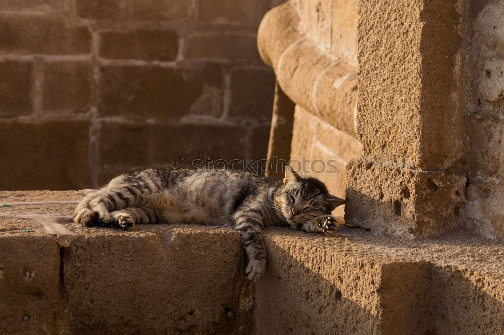 Similar – Image, Stock Photo #A# Donkey rest Small Town