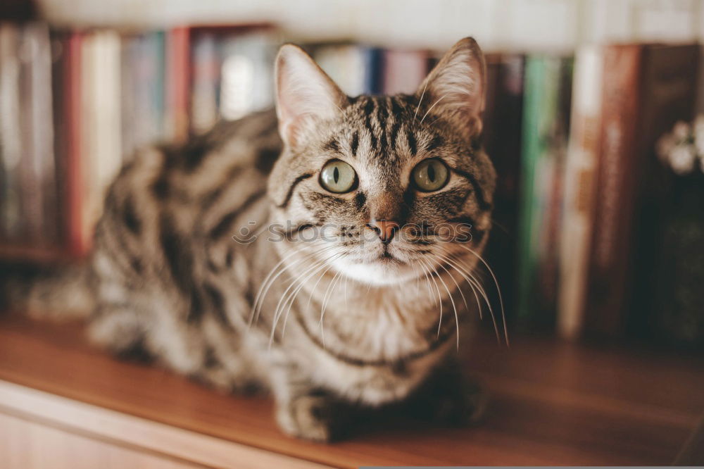 Similar – Cat sitting on hind legs playing with grass