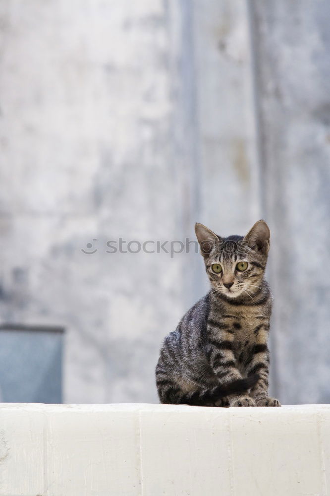 Similar – young cat looks curiously into a pool