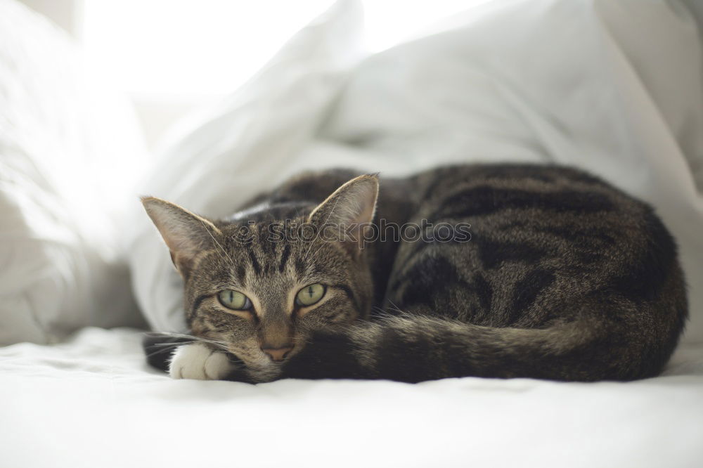 Similar – Image, Stock Photo Sweet funny cat in cat basket