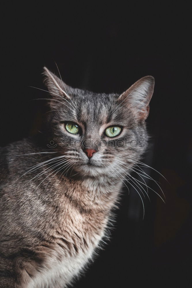 Similar – Cat sitting on hind legs playing with grass