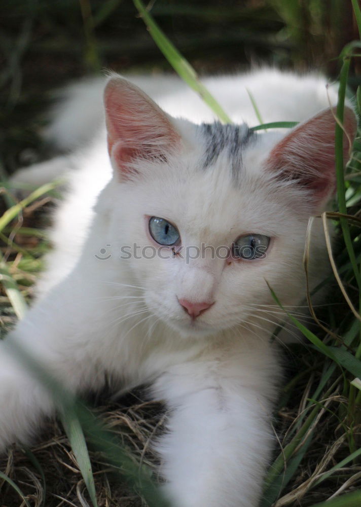 Similar – Small white cat Beautiful