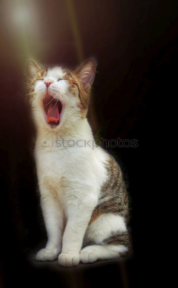 Image, Stock Photo hangover Cat Man Black