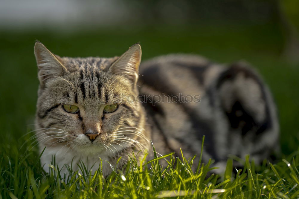 Cat on mowed meadow Nature