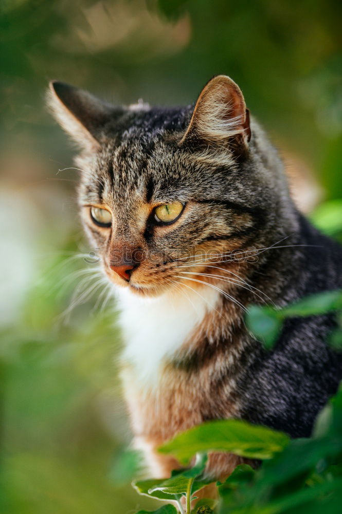 Similar – Image, Stock Photo Outstanding cat head in high grass.