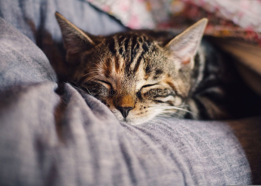 Similar – Image, Stock Photo Sweet, soft and lazy