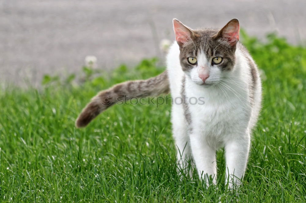 Similar – Image, Stock Photo Cat carries a dead mouse in the mouth after the mouse hunt