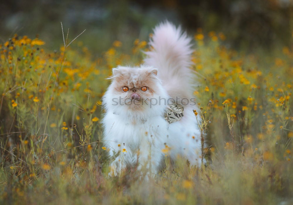 Similar – Image, Stock Photo DAYDREAMING Nature Flower