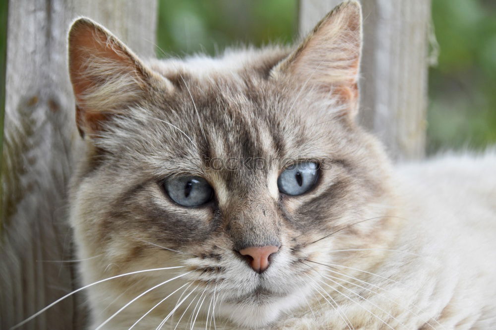 Similar – Image, Stock Photo Blue-lick, blue-eyed cat