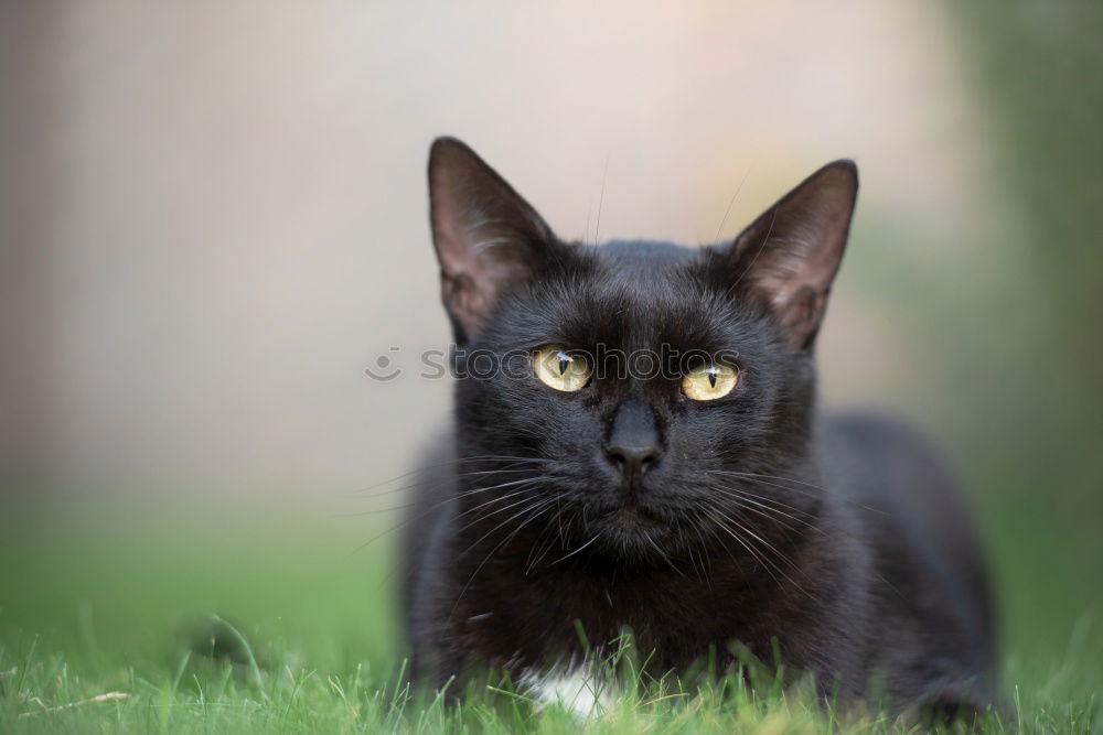 Image, Stock Photo Attentive Observer Nature