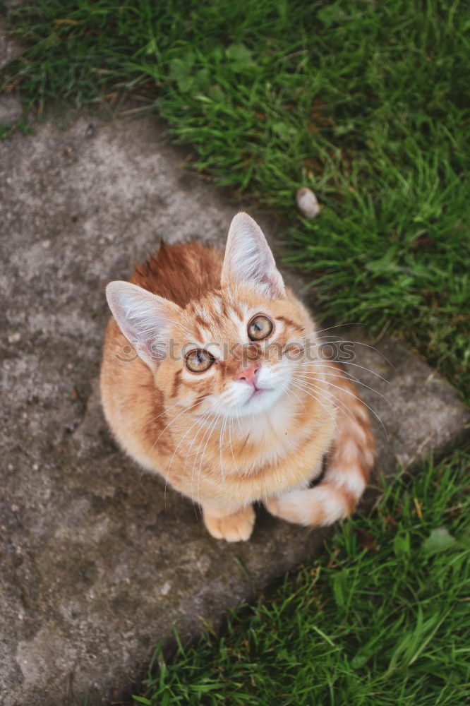 Similar – Image, Stock Photo the allotment gardener Cat