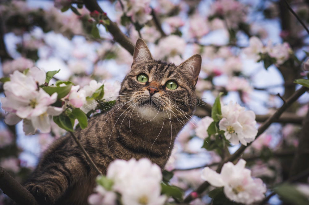 Similar – Image, Stock Photo Katze zwischen Blumen