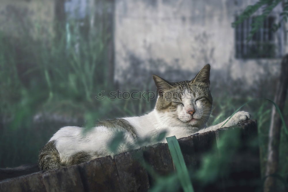 Similar – Image, Stock Photo Cat looking at camera on street