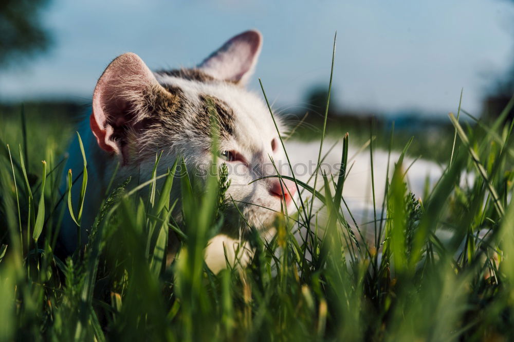 Similar – Image, Stock Photo Curiosity. Environment